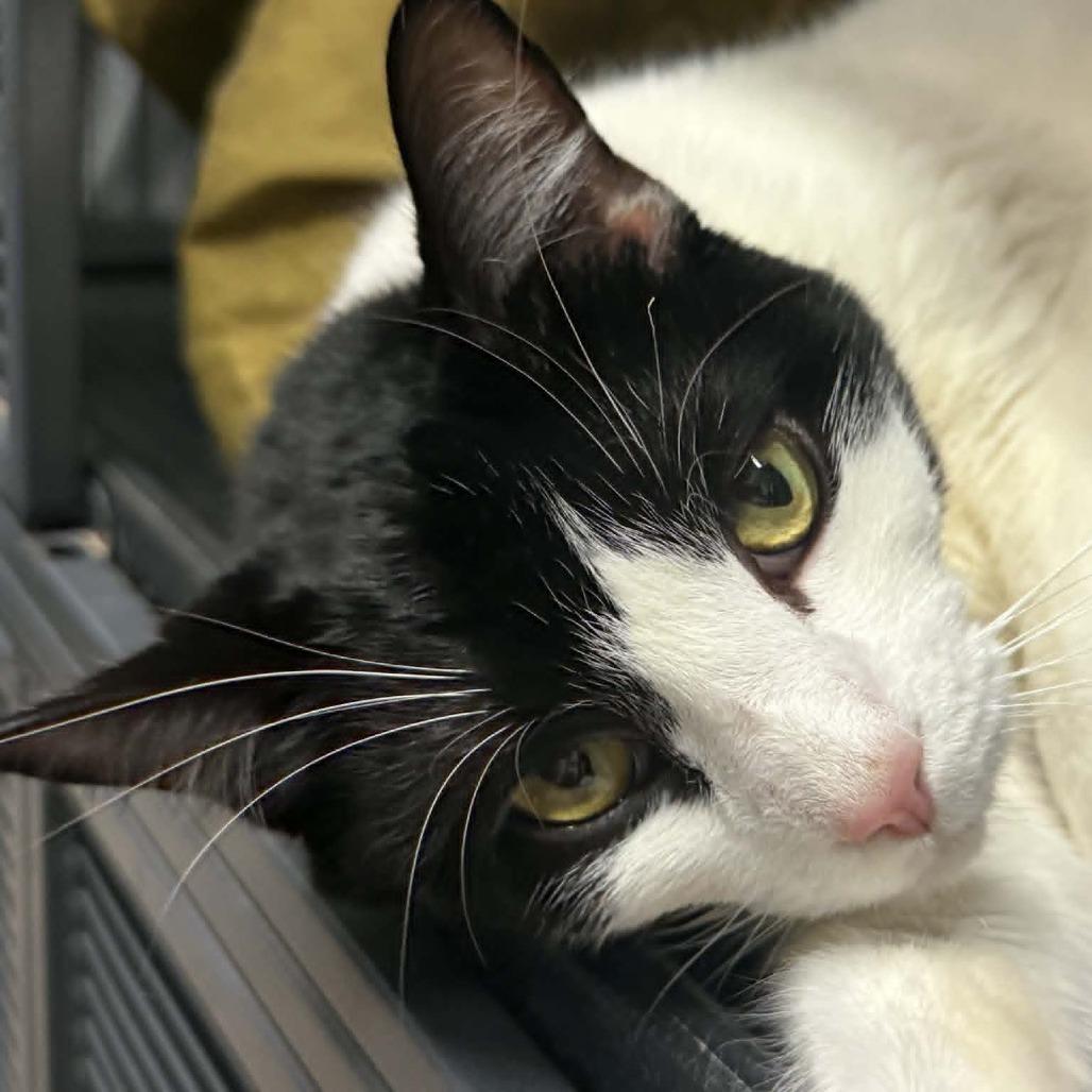 Enlarge Topanga, a Adoptable Domestic Short Hair in Saugerties, NY image 4/6