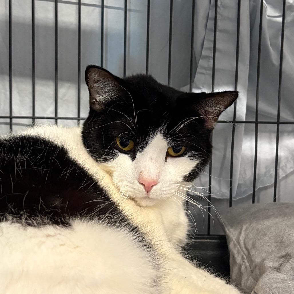 Enlarge Topanga, a Adoptable Domestic Short Hair in Saugerties, NY image 5/6