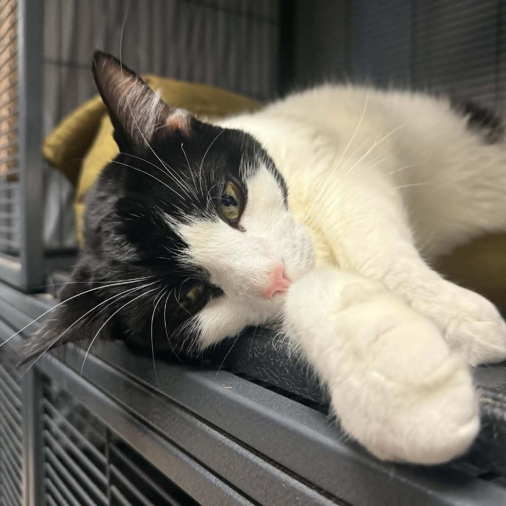 Enlarge Topanga, a Adoptable Domestic Short Hair in Saugerties, NY image 6/6