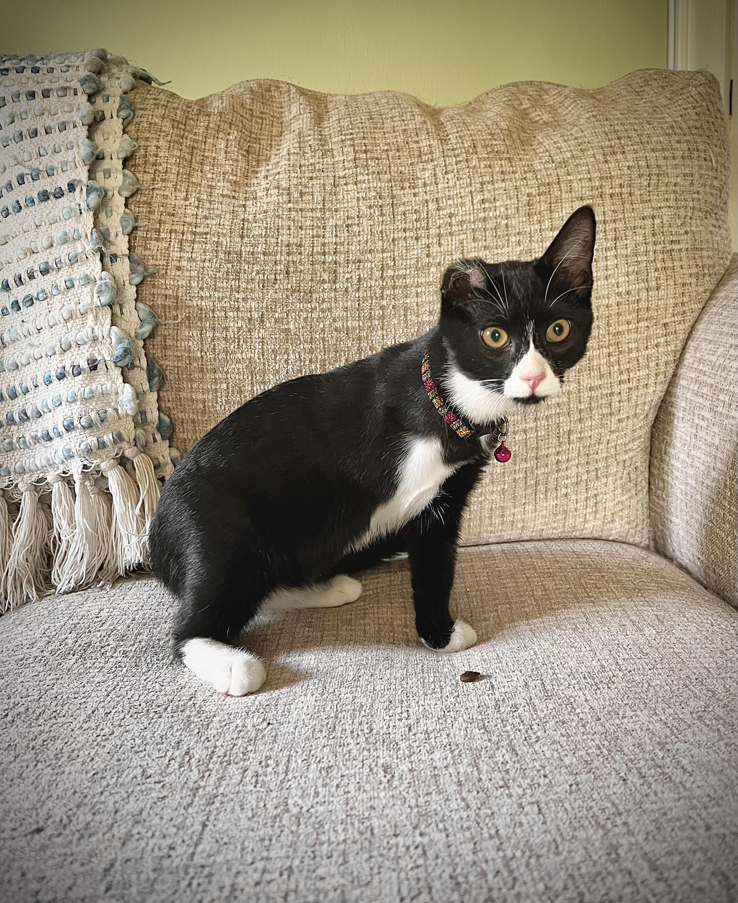 Enlarge TEDDY, a Adopted American Shorthair in Barium Springs, NC image 2/4