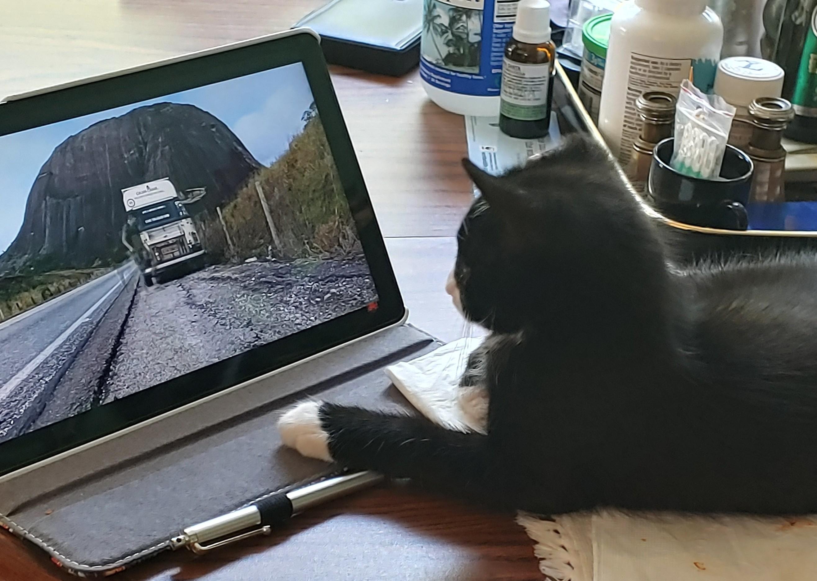 Enlarge TEDDY, a Adopted American Shorthair in Barium Springs, NC image 3/4