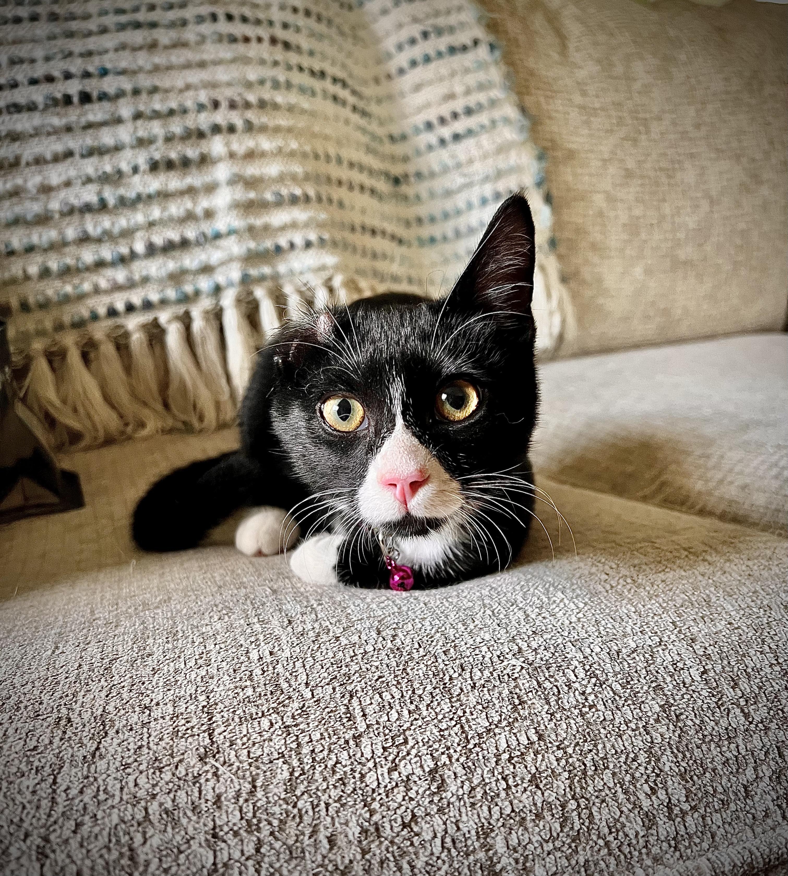 TEDDY, Adopted, Young Male American Shorthair.