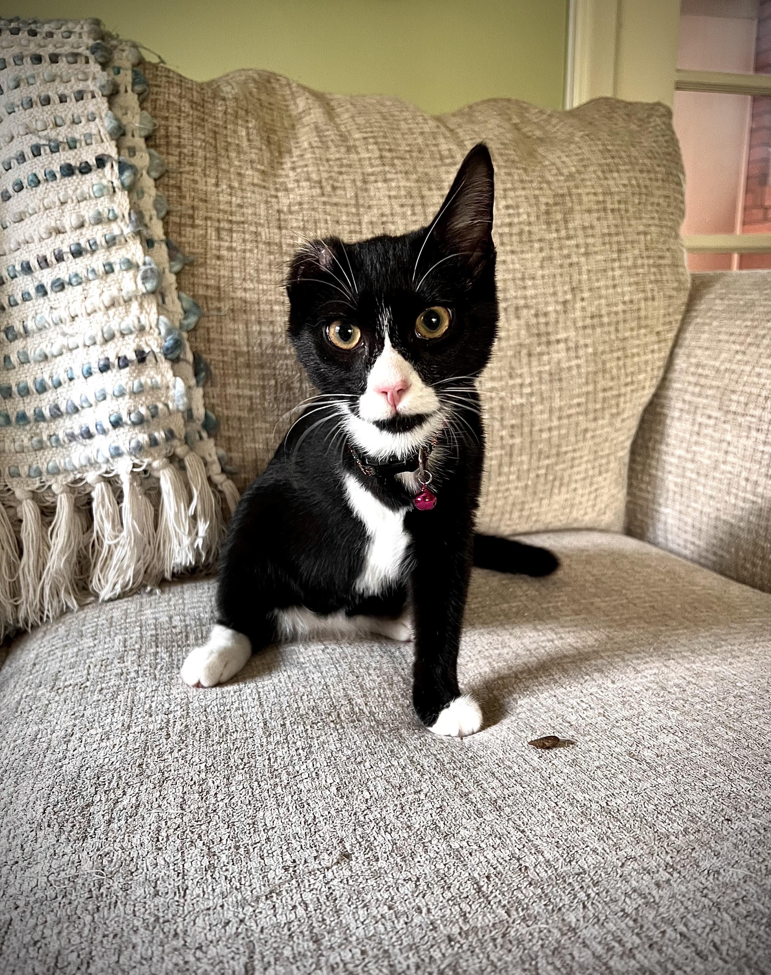 Enlarge TEDDY, a Adopted American Shorthair in Barium Springs, NC image 4/4