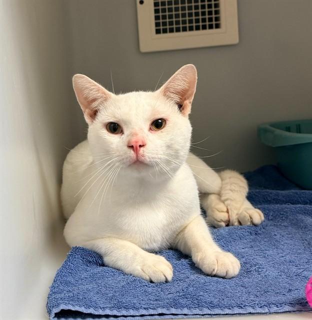 Enlarge ORBIT, a Adoptable Domestic Short Hair in Statesville, NC image 1/1