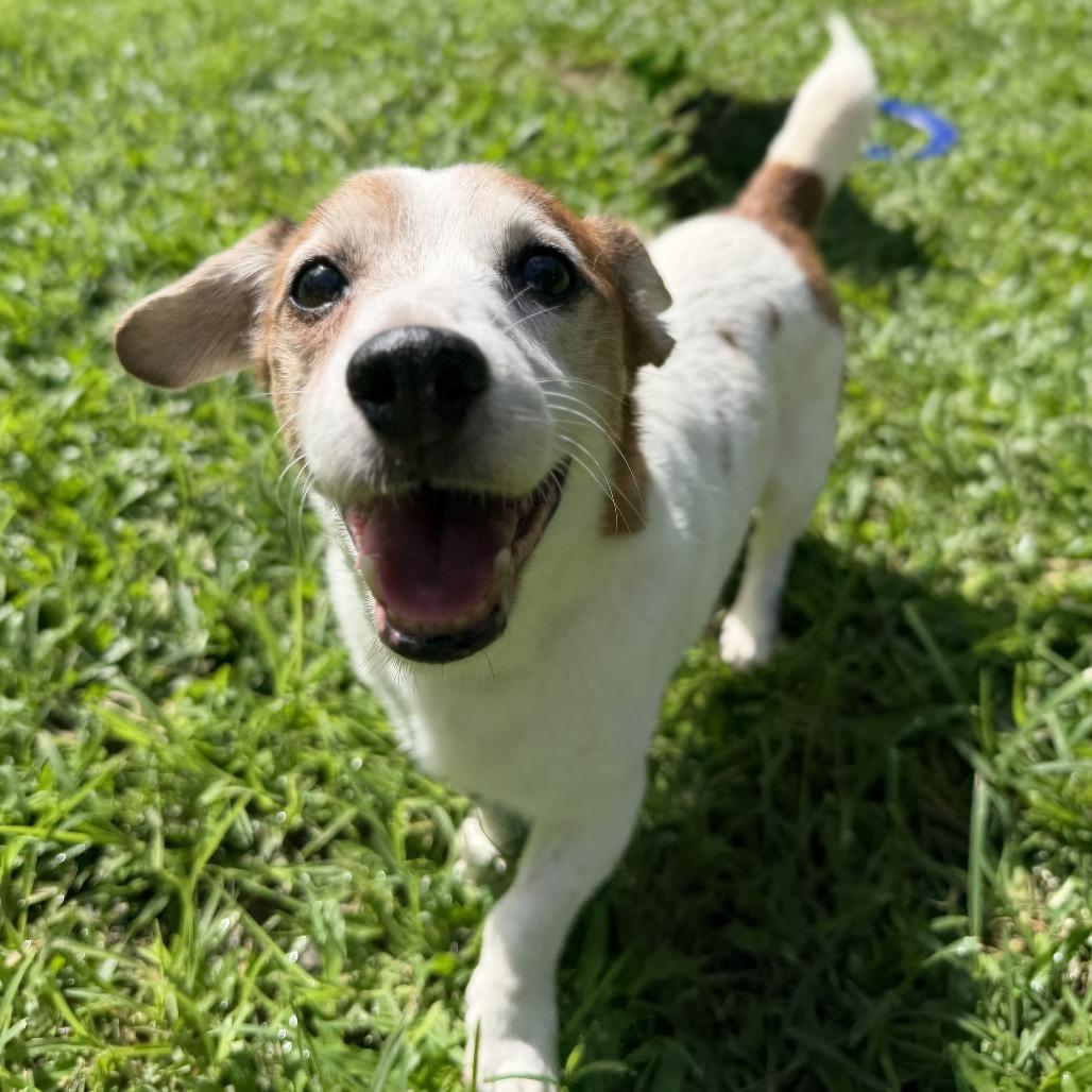 Fred, Adoptable, Senior Male Jack Russell Terrier.