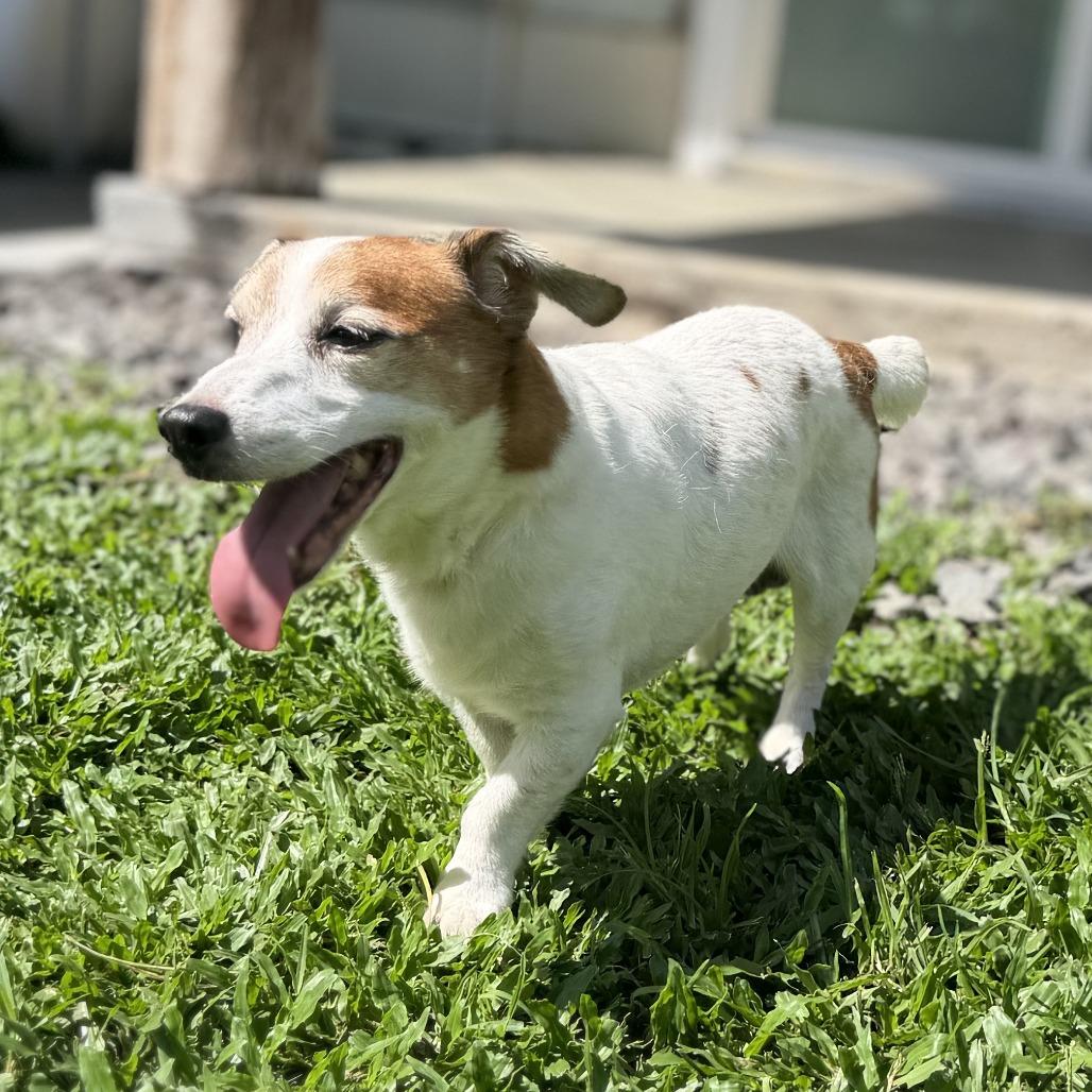 Enlarge Fred, a Adoptable Jack Russell Terrier in Keaau, HI image 2/4