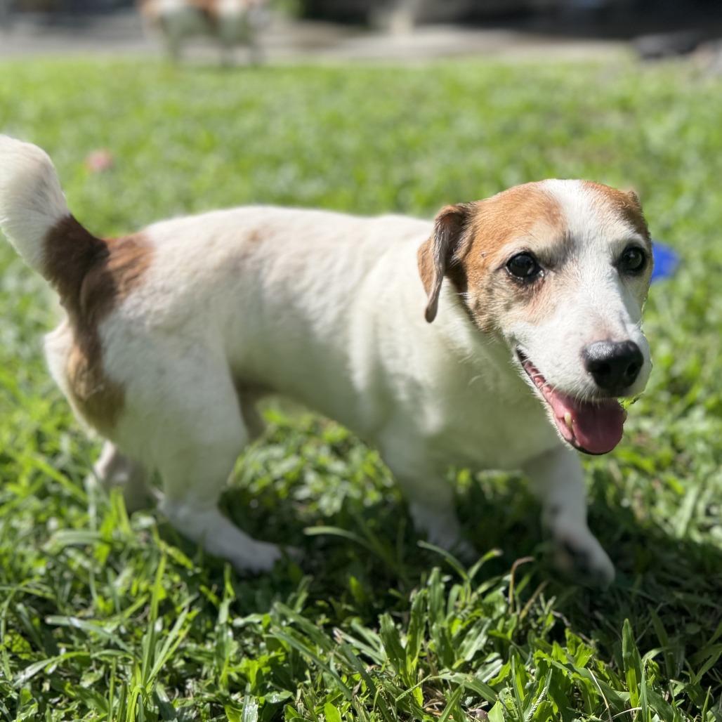 Enlarge Fred, a Adoptable Jack Russell Terrier in Keaau, HI image 3/4