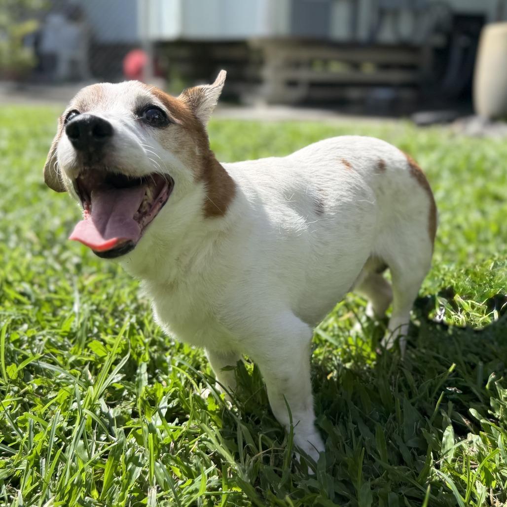 Enlarge Fred, a Adoptable Jack Russell Terrier in Keaau, HI image 4/4