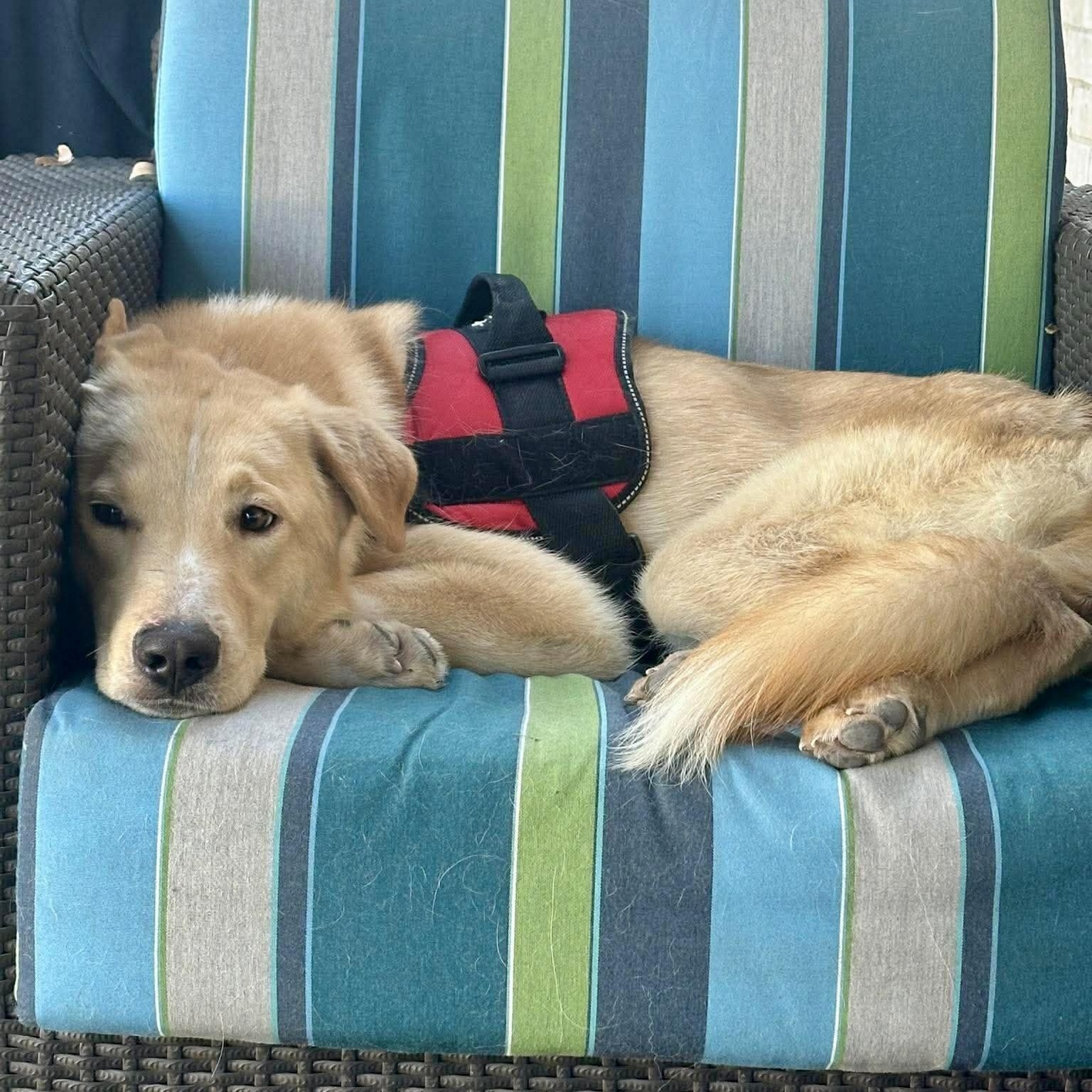 Cruz — thumbnail 2