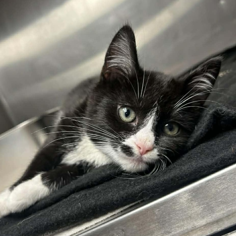 Mason, adopted, Kitten Male Domestic Short Hair.