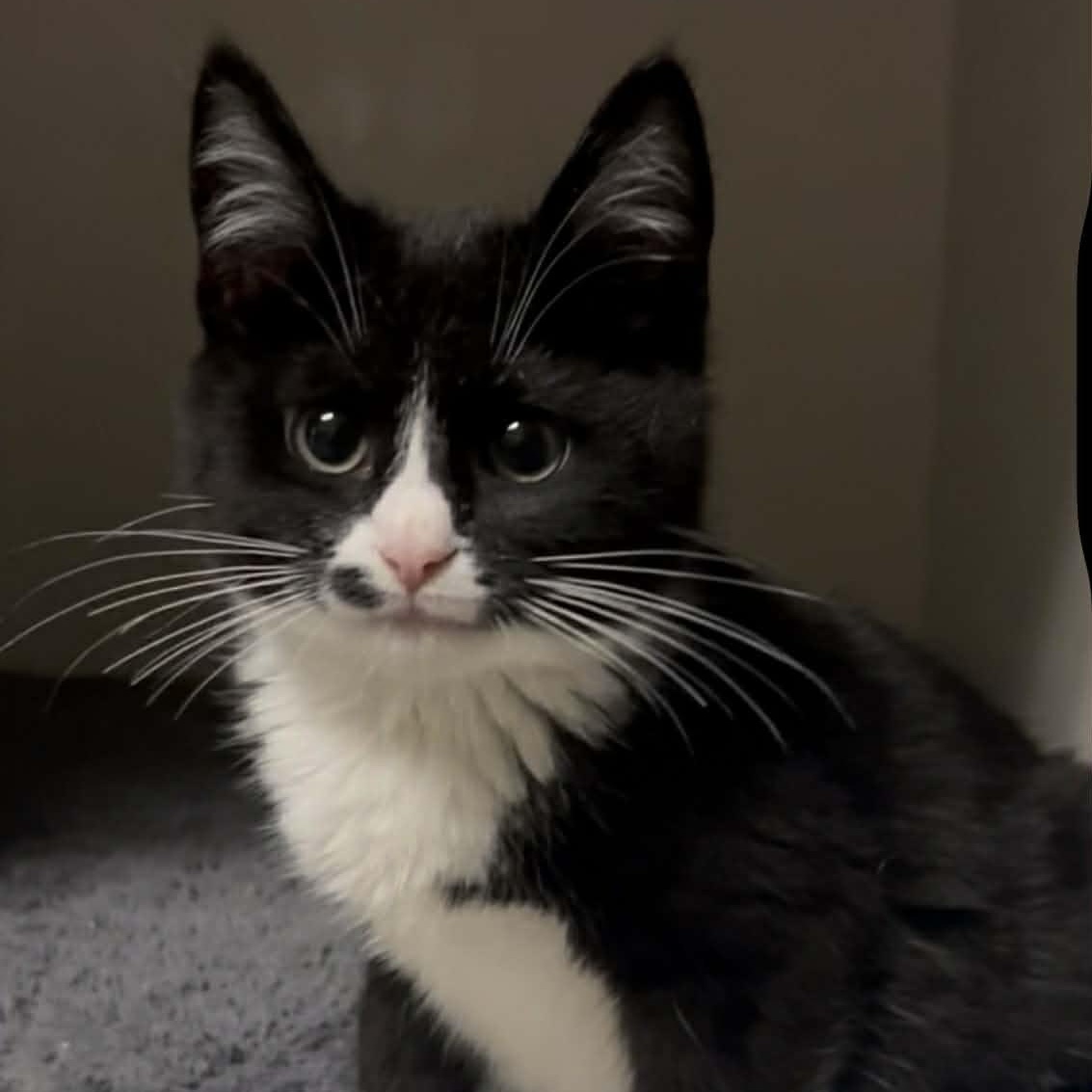 Mason, an adopted mixed breed in Antioch, CA image 2/2