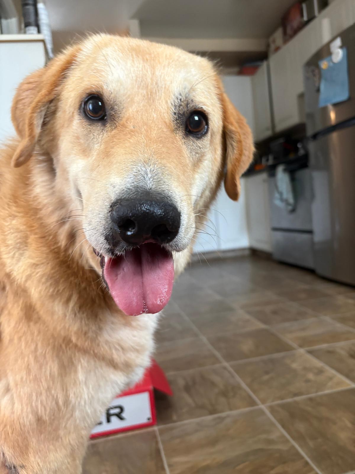 Goldie, adopted, Adult Female Golden Retriever & Anatolian Shepherd.
