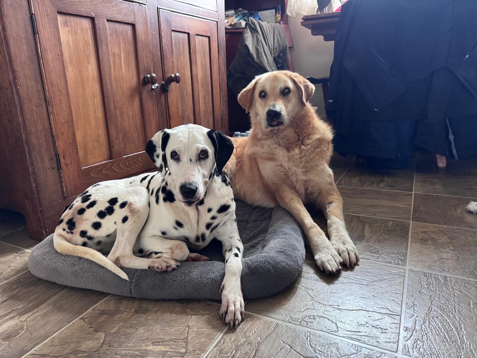 Goldie, an adopted mixed breed in Mississauga, ON image 2/6