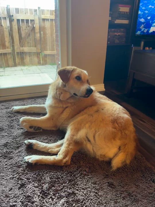 Enlarge Goldie, an adopted mixed breed in Mississauga, ON video 6/6