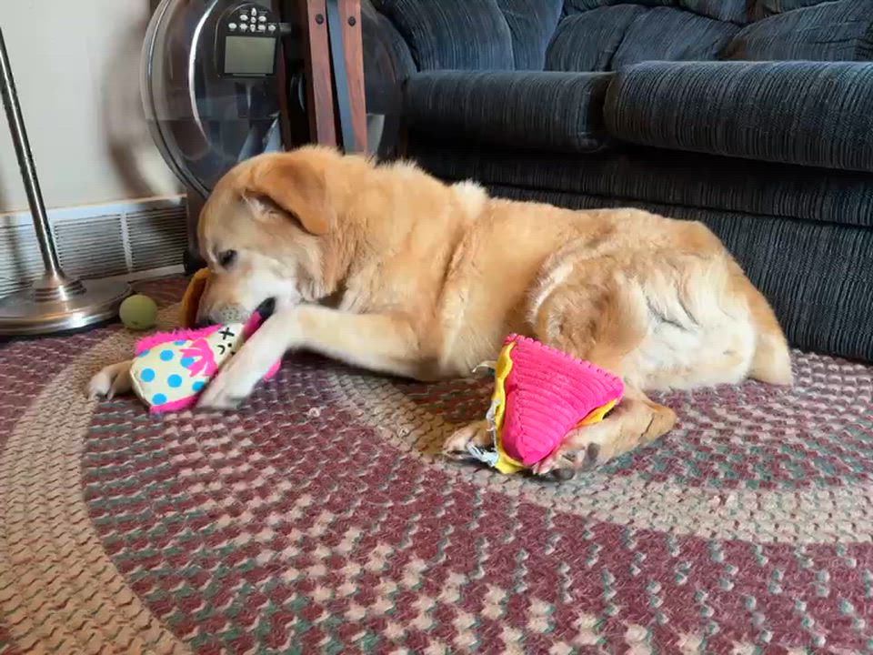 Enlarge Goldie, an adopted mixed breed in Mississauga, ON video 3/6