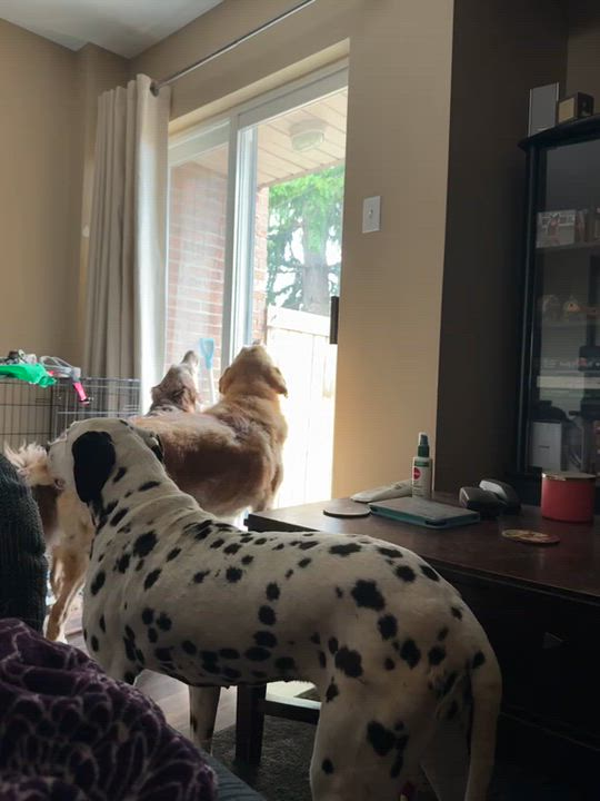 Enlarge Goldie, an adopted mixed breed in Mississauga, ON video 5/6