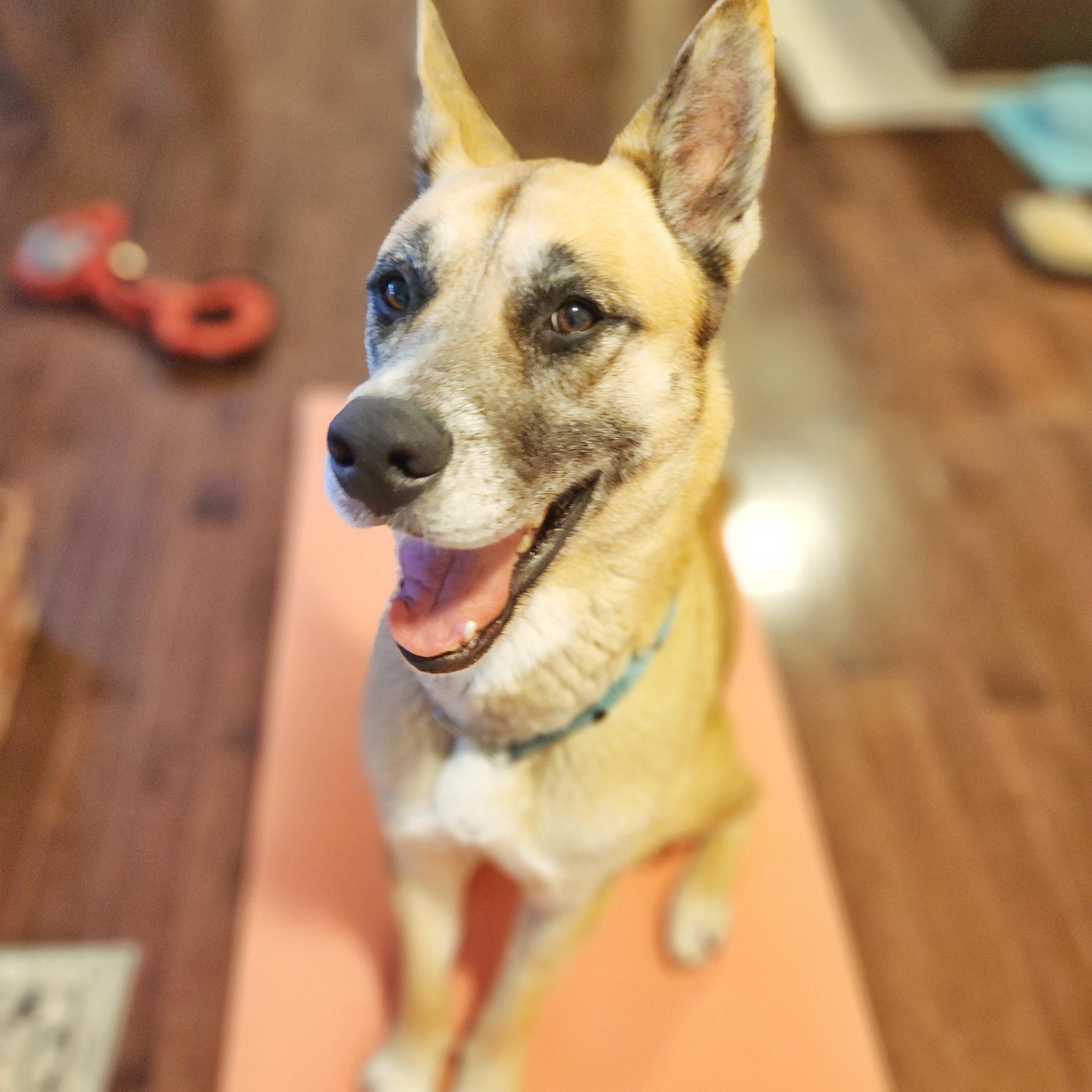 Enlarge Essen, a Adoptable mixed breed in Guelph, ON image 1/5