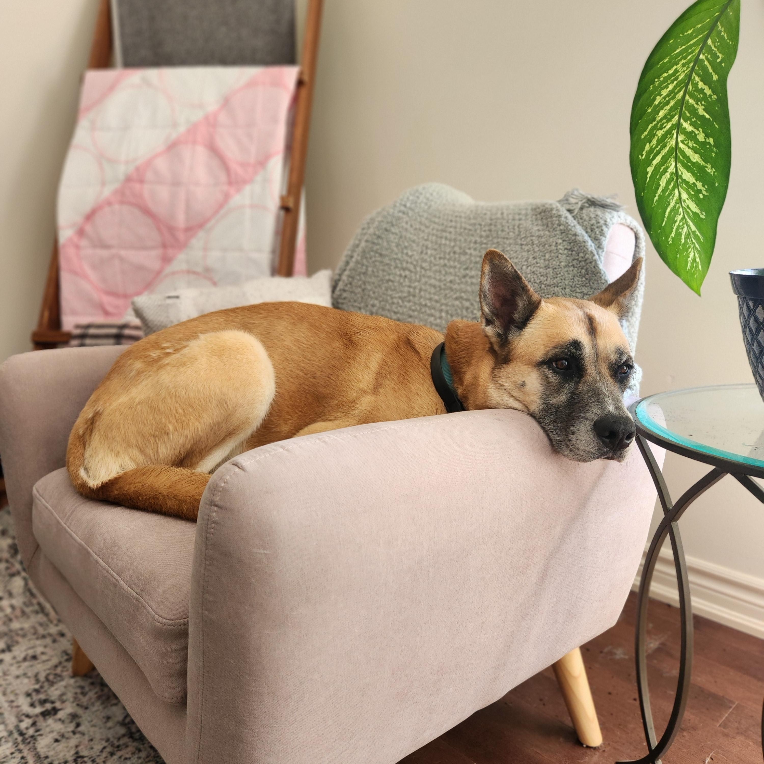 Enlarge Essen, a Adoptable mixed breed in Guelph, ON image 3/5