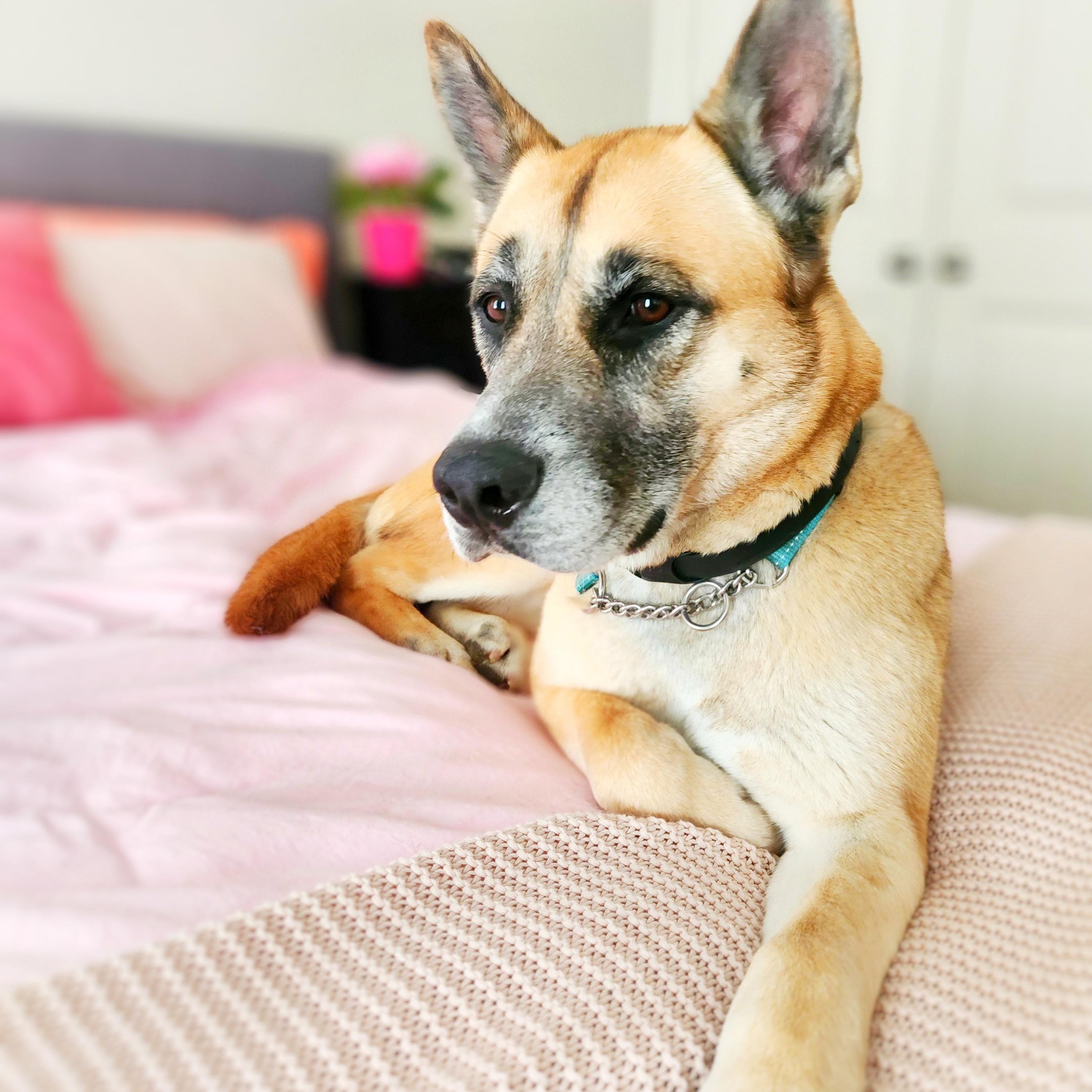 Enlarge Essen, a Adoptable mixed breed in Guelph, ON image 2/5