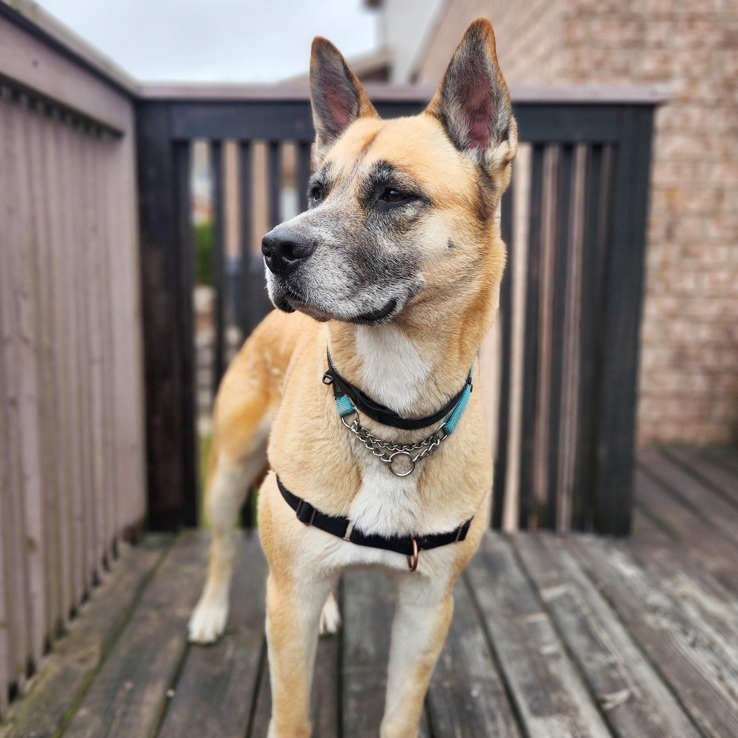 Enlarge Essen, a Adoptable mixed breed in Guelph, ON image 5/5