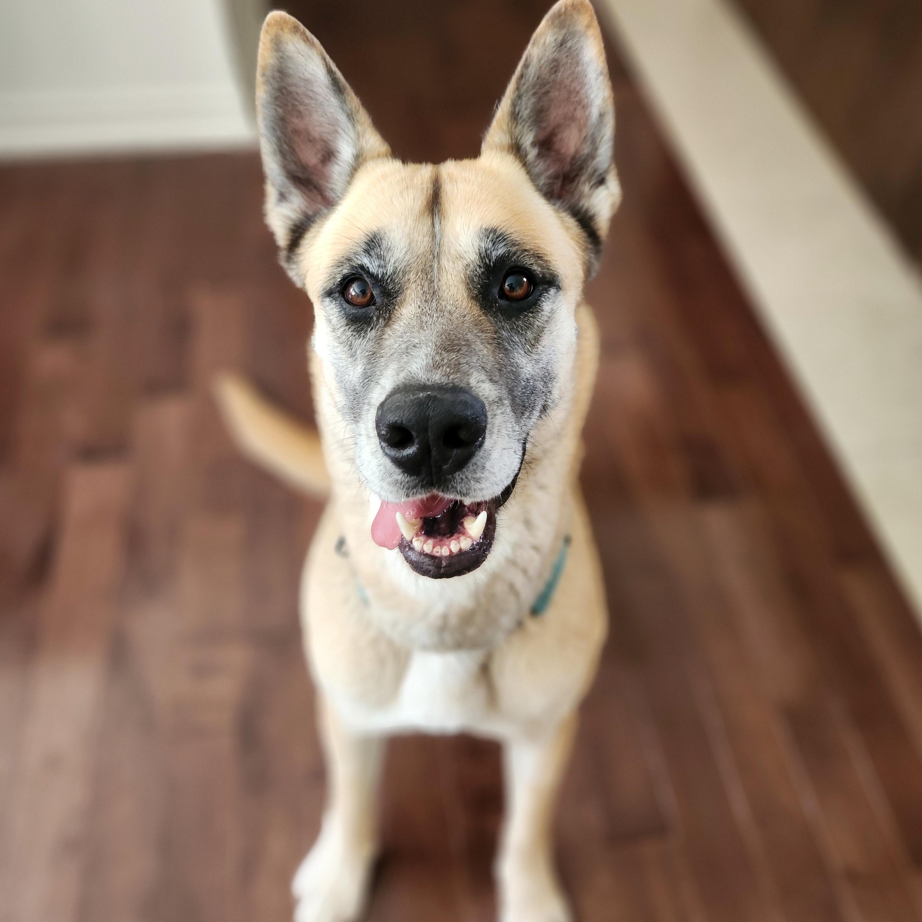 Enlarge Essen, a Adoptable mixed breed in Guelph, ON image 4/5