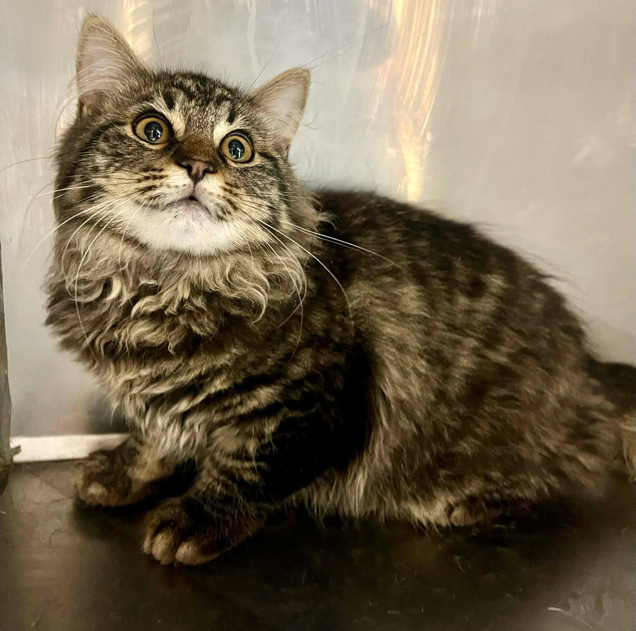 Enlarge Pardi, an adopted Domestic Medium Hair in Fort Payne, AL image 1/1