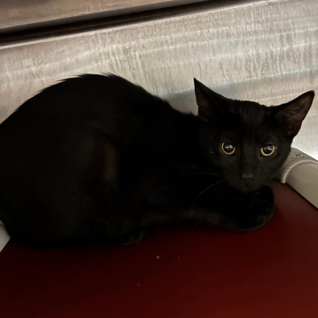 Hibiscus, Adoptable, Kitten Female Domestic Short Hair.