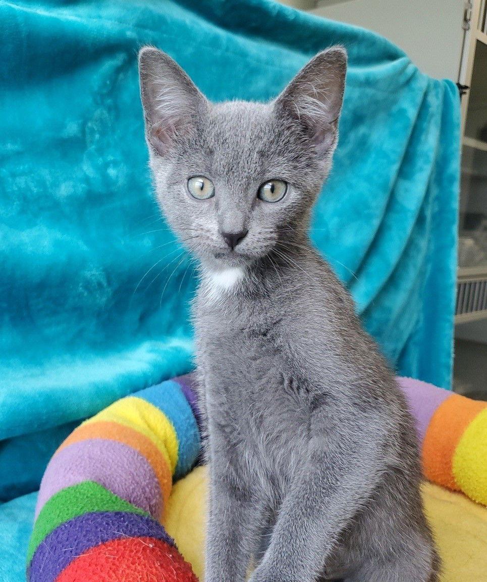Guinevere, Adopted, Kitten Female Domestic Short Hair.