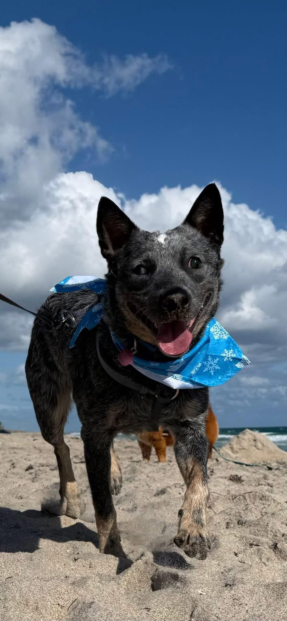 Blue , ADOPTABLE, Young Male Australian Cattle Dog / Blue Heeler.
