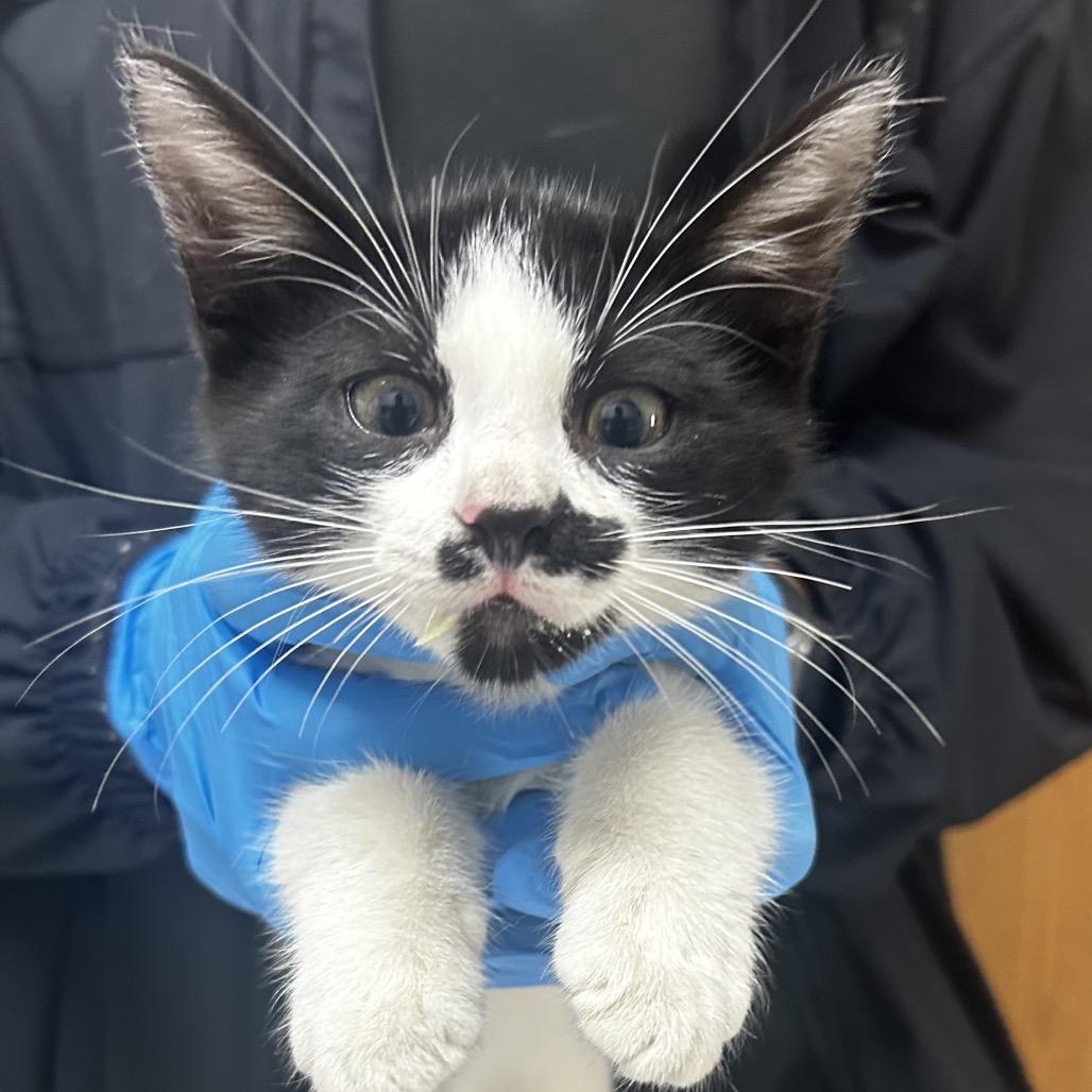 Enlarge Buttons, a Adoptable Domestic Short Hair in Austin, TX image 1/1