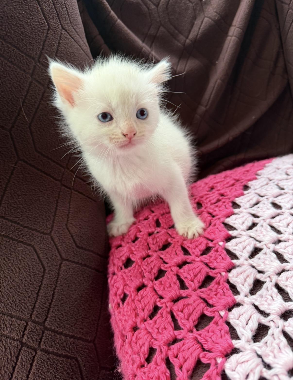 Enlarge Elsa, an adoption pending Ragdoll in Morristown, TN image 1/1