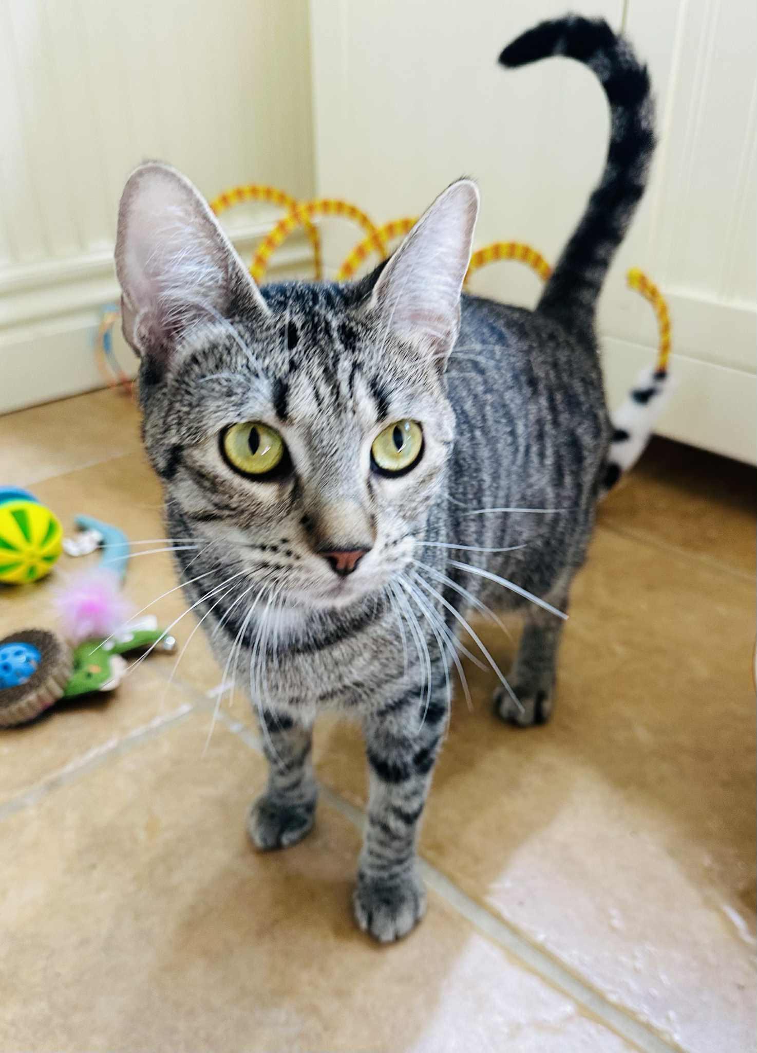 Willow, an adoptable Tabby in Branson, MO, 65616 | Photo Image 2