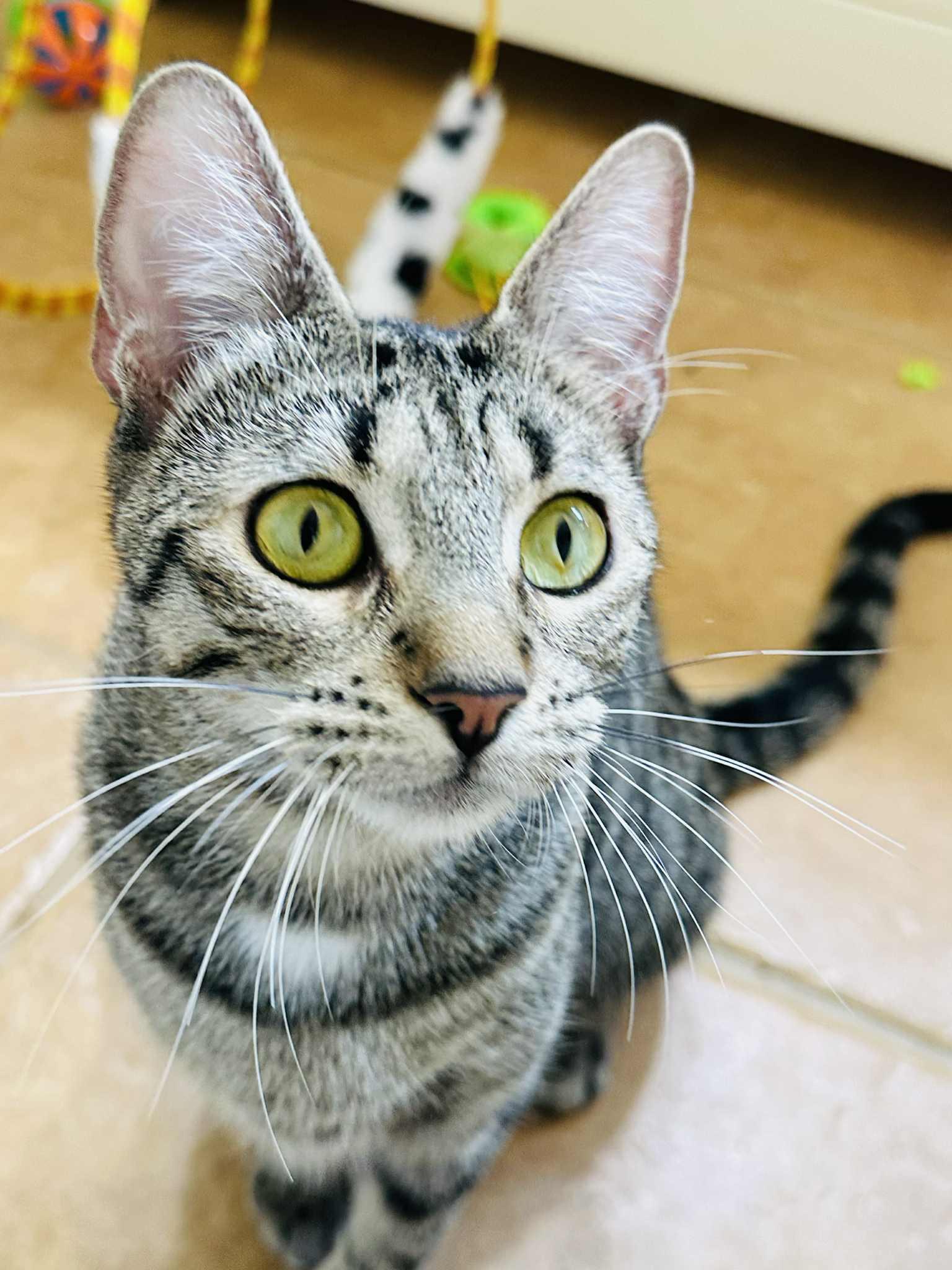 Willow, Adoptable, Adult Female Tabby.