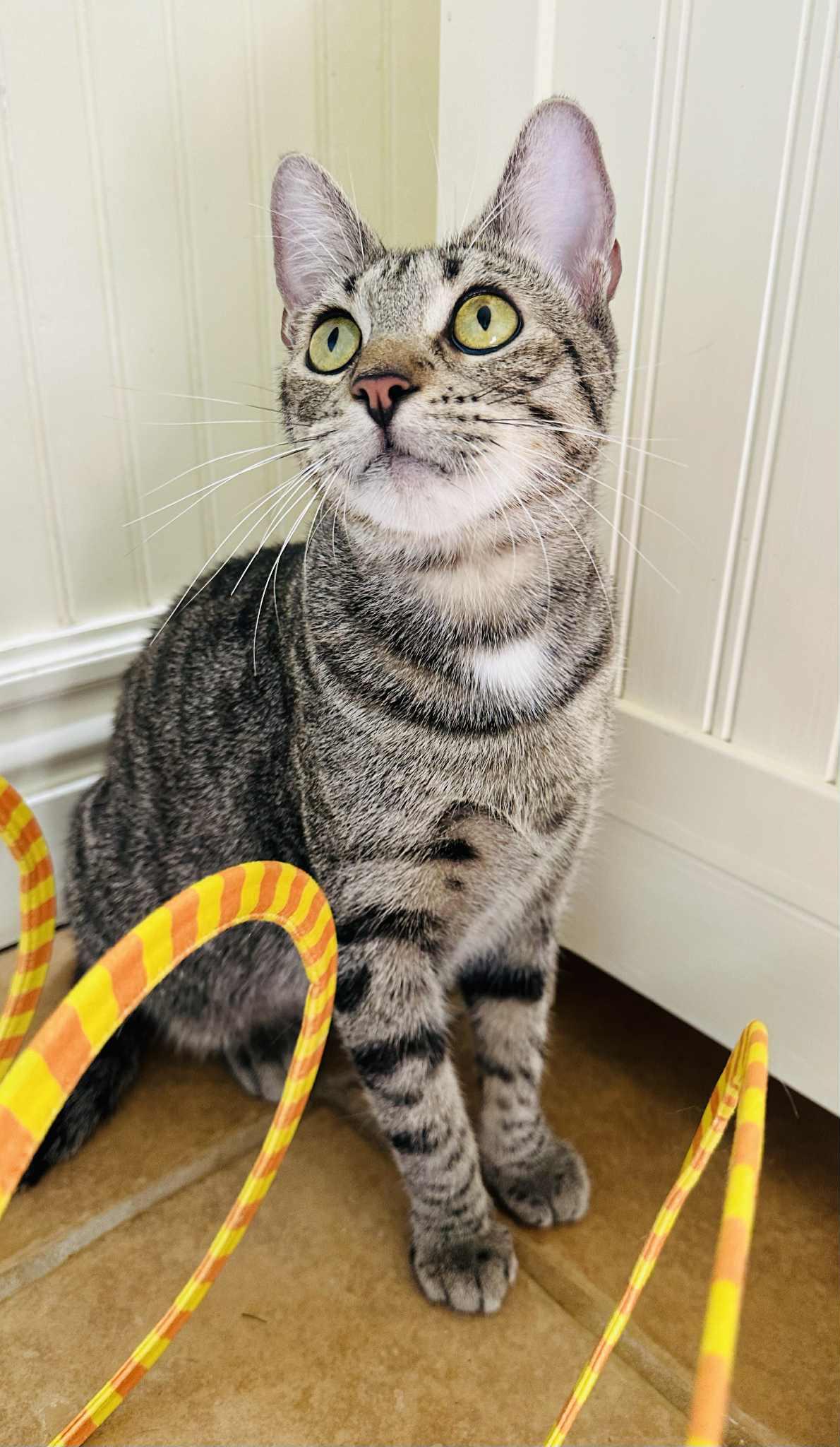 Willow, an adoptable Tabby in Branson, MO, 65616 | Photo Image 3
