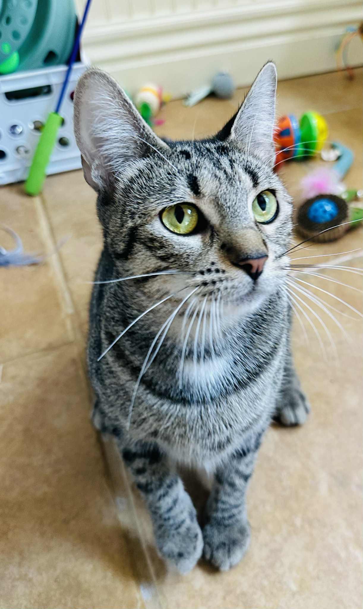 Willow, a Adoptable Tabby in Branson, MO image 4/4