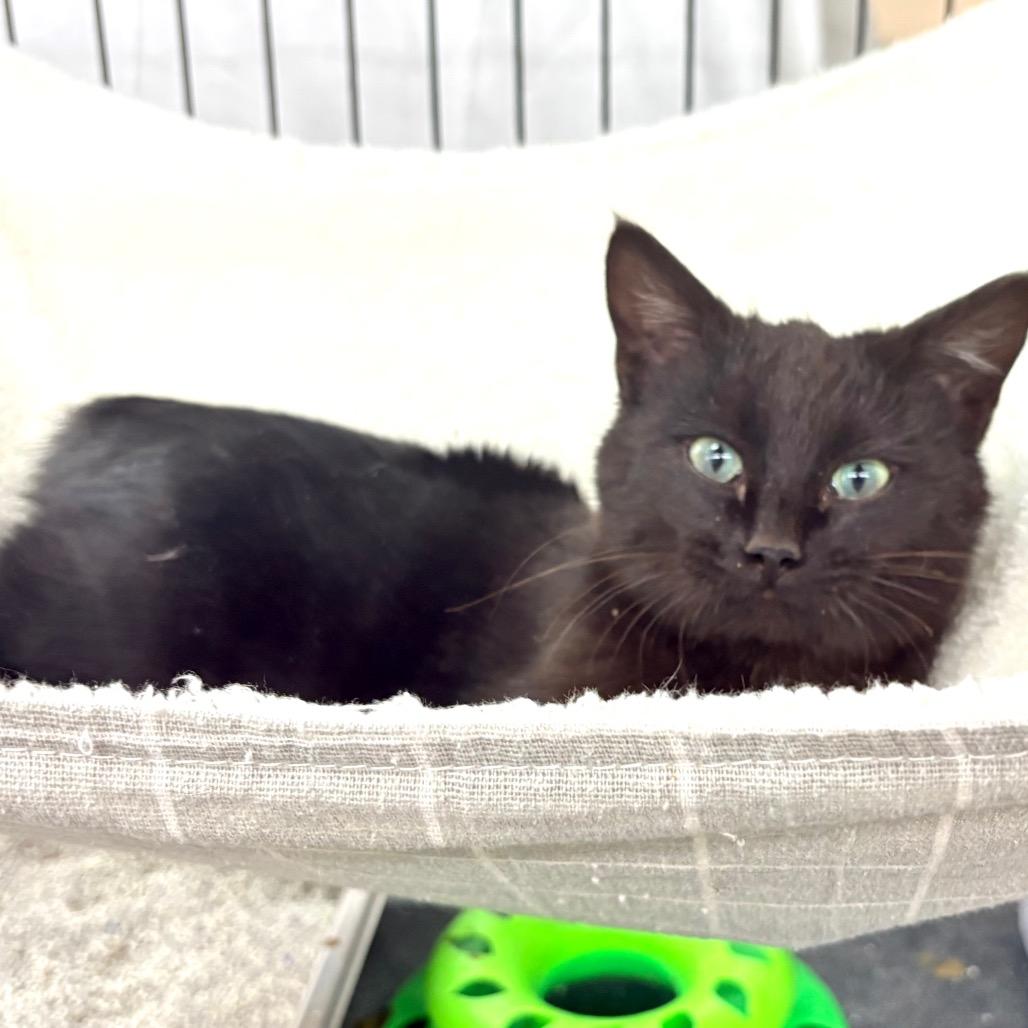 Shorty, adopted, Young Male Manx.