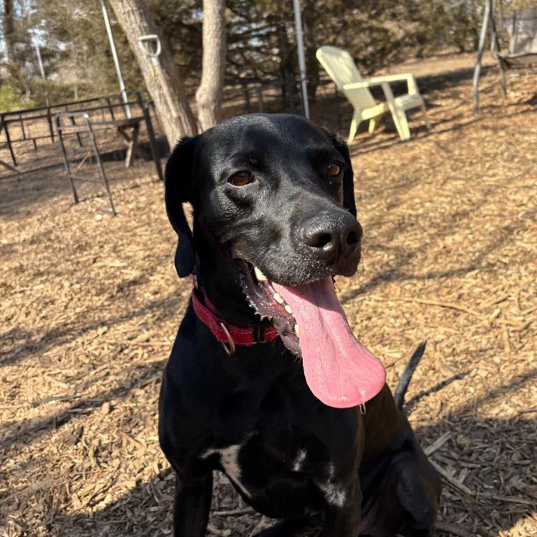 Enlarge Eddie, a Adoptable mixed breed in Minneapolis, MN image 2/5