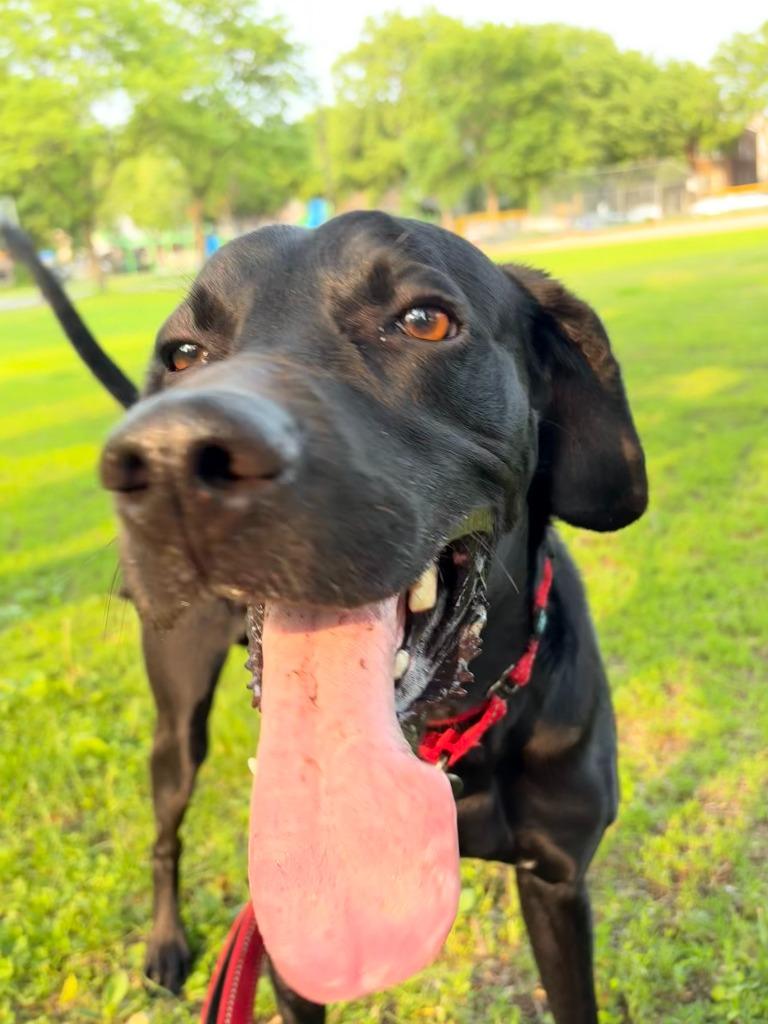 Enlarge Eddie, a Adoptable mixed breed in Minneapolis, MN image 4/6