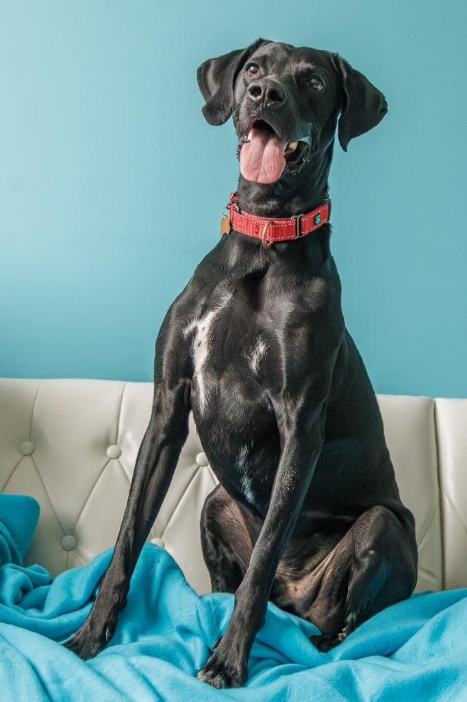Eddie, Adoptable, Young Male Labrador Retriever.