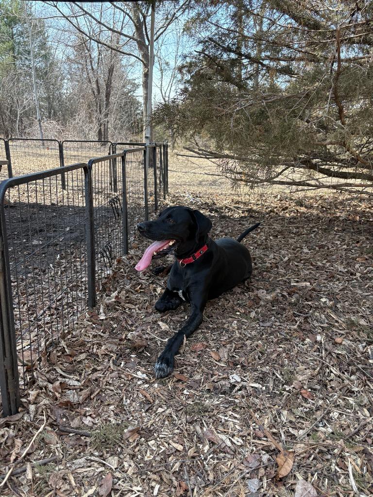 Enlarge Eddie, a Adoptable mixed breed in Minneapolis, MN image 2/4