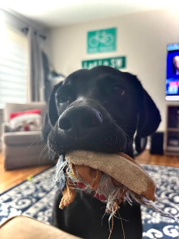 Enlarge Eddie, a Adoptable mixed breed in Minneapolis, MN image 5/6