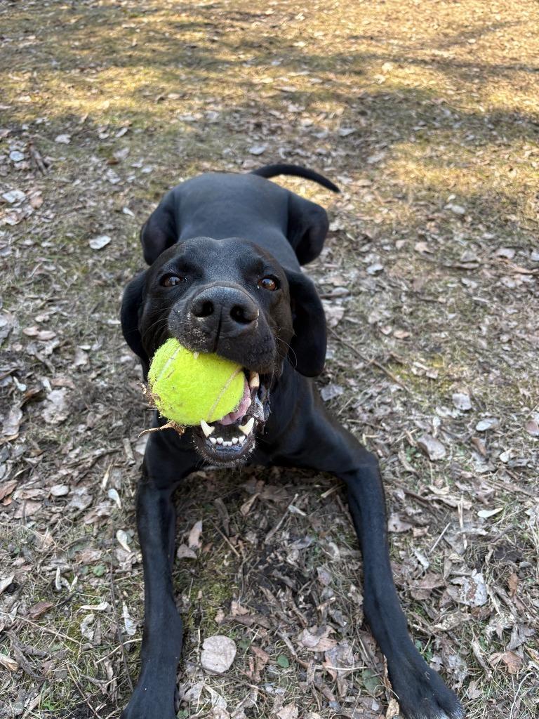 Enlarge Eddie, a Adoptable mixed breed in Minneapolis, MN image 3/4