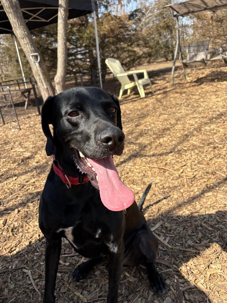 Enlarge Eddie, a Adoptable mixed breed in Minneapolis, MN image 4/4