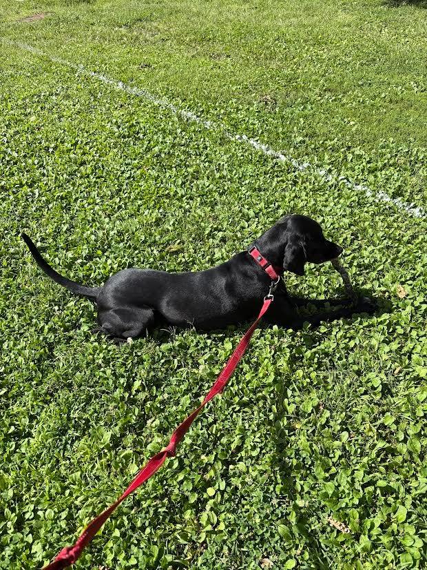 Enlarge Eddie, a Adoptable mixed breed in Minneapolis, MN image 6/6