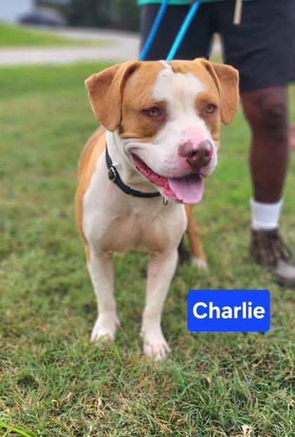Charlie, Adoptable, Adult Male Staffordshire Bull Terrier & Mixed Breed.