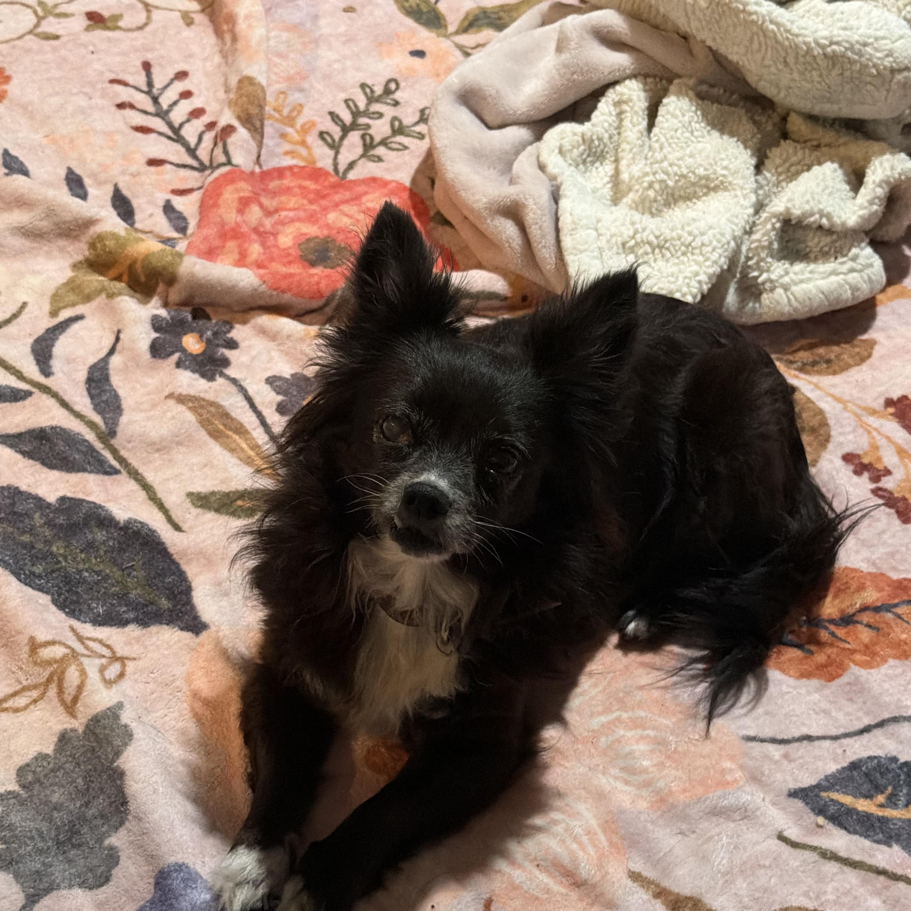 Bella and peanut , ADOPTABLE, Senior Male Pomeranian & Chihuahua.