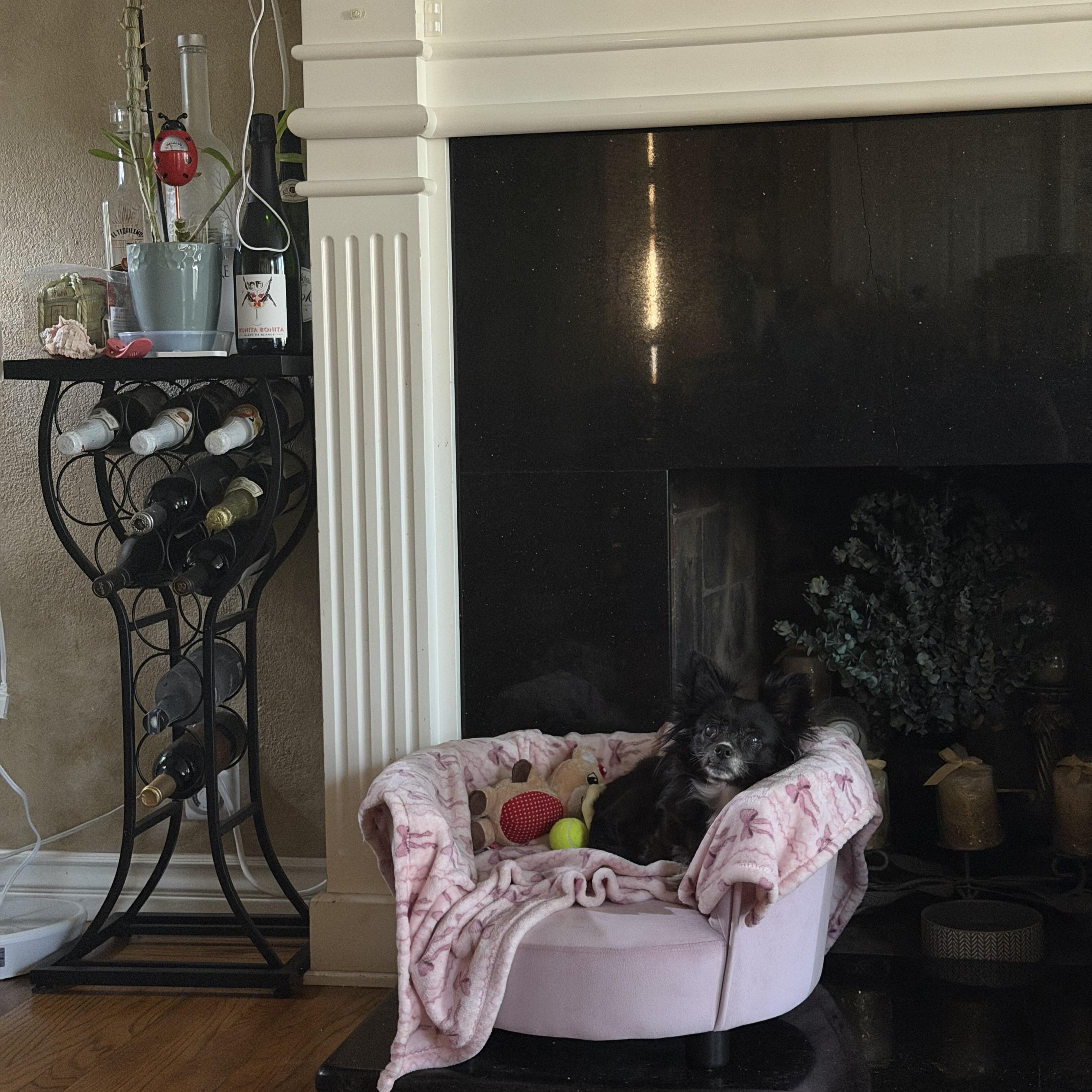 Bella and peanut , a ADOPTABLE mixed breed in Hayward, CA image 2/6