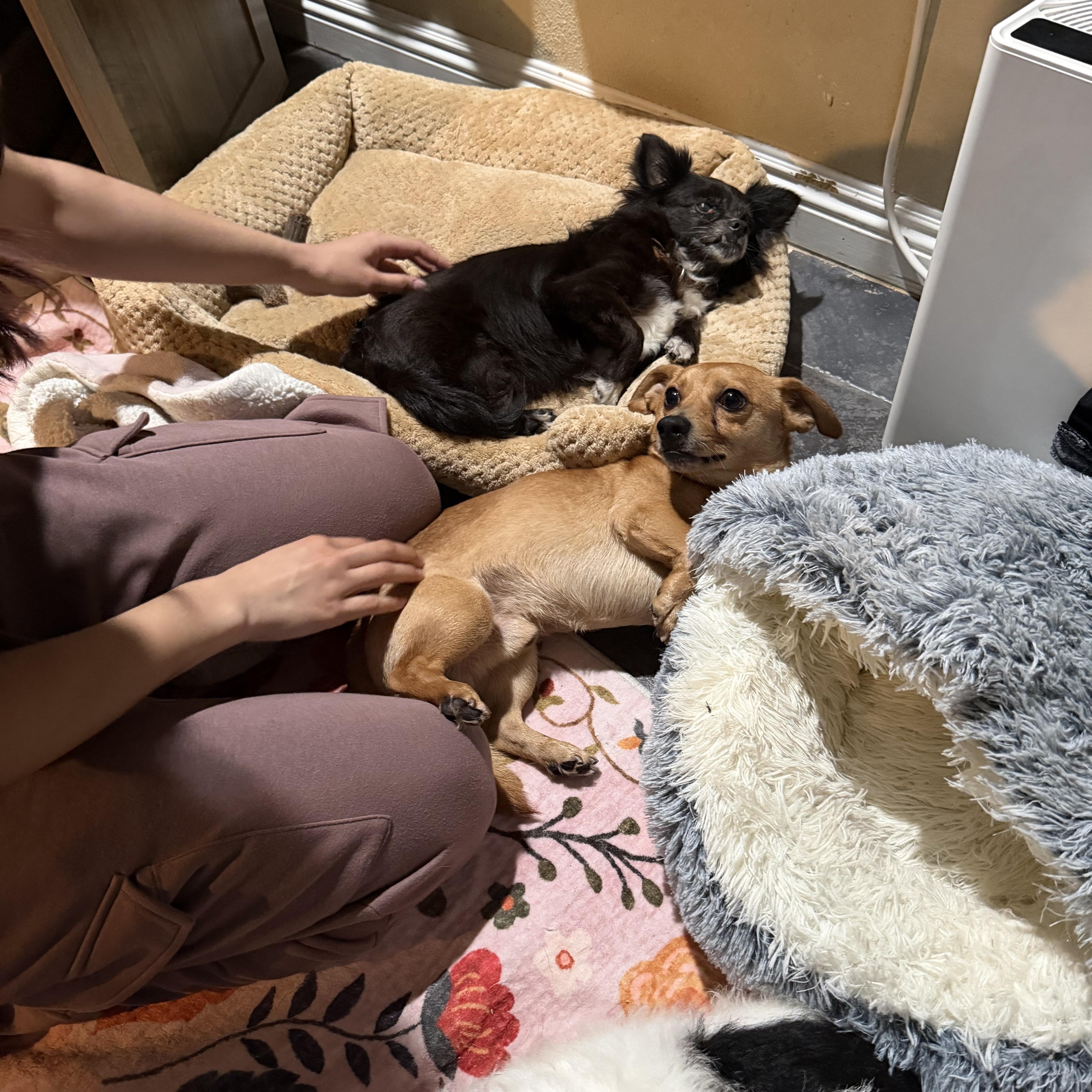 Bella and peanut , a ADOPTABLE mixed breed in Hayward, CA image 6/6