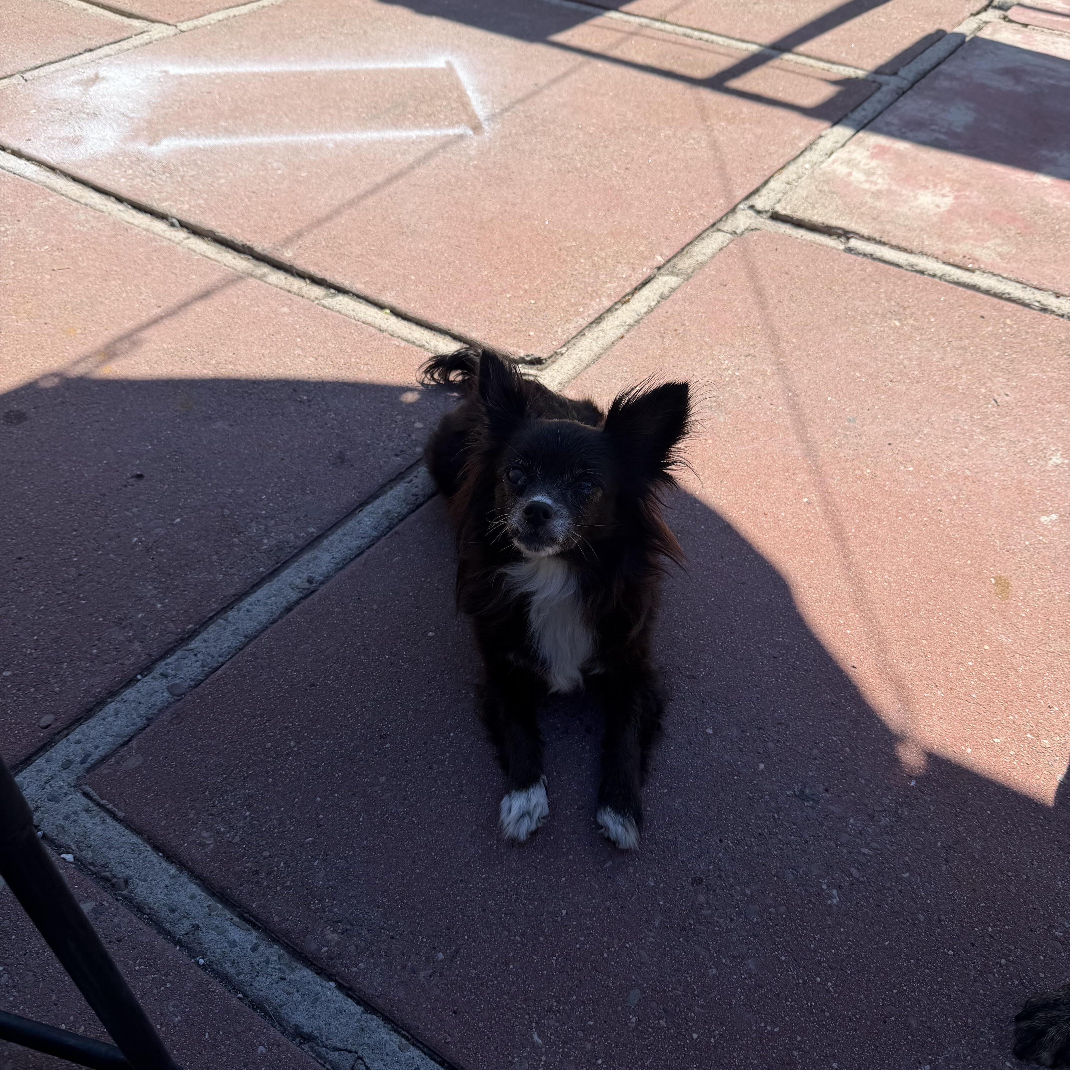 Bella and peanut , a ADOPTABLE mixed breed in Hayward, CA image 3/6