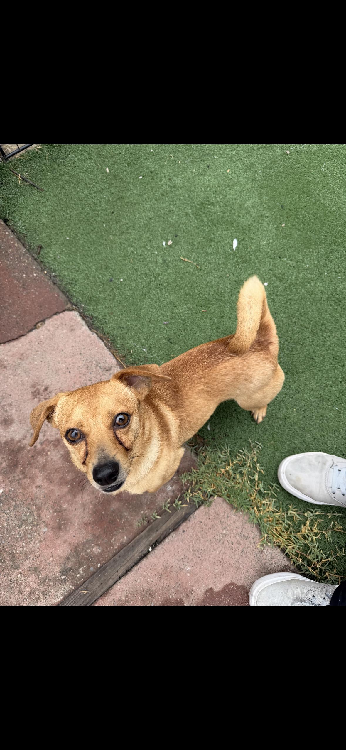 Bella and peanut , a ADOPTABLE mixed breed in Hayward, CA image 5/6